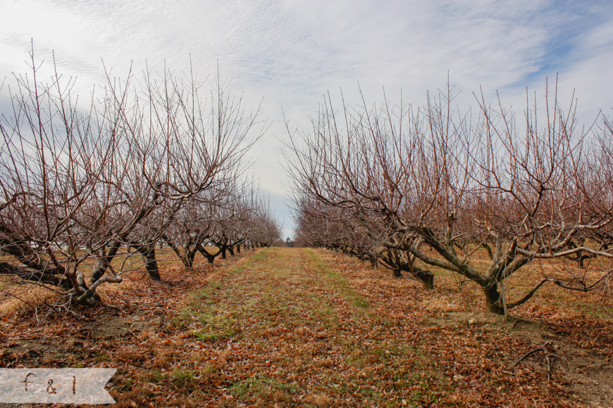 Linvilla Orchids Media, PA Feather + Light Lifestyle Photographer