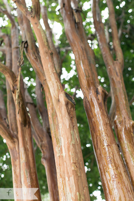 feather + light photography | Maternity Photo Shoot | Garden Maternity Shoot | Philadelphia Suburb Photographer |West Chester, PA