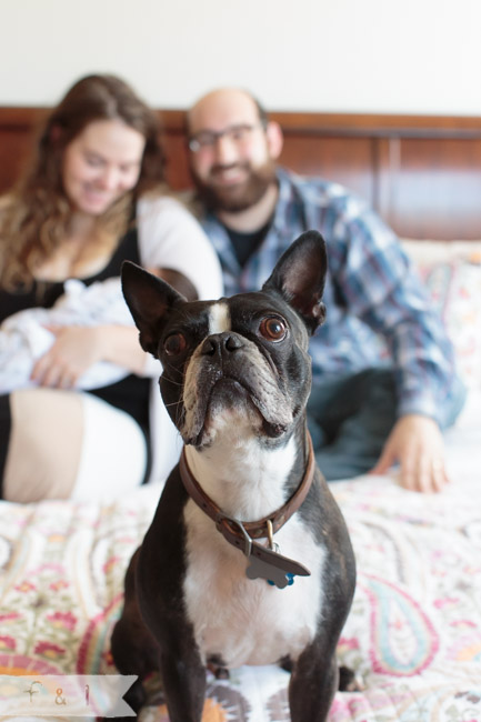 feather + light photography | main line, pa newborn + lifestyle photographer | newborn  + doggie