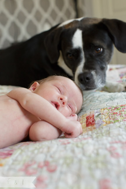 feather + light photography | main line, pa newborn lifestyle photographer |newborn + dog