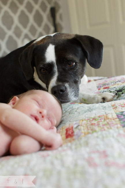 feather + light photography | main line, pa newborn lifestyle photographer | newborn + dog