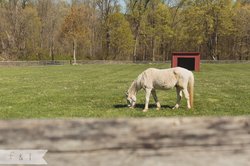 feather + light photography | family lifestyle photographer west chester,pa | springton manor farm