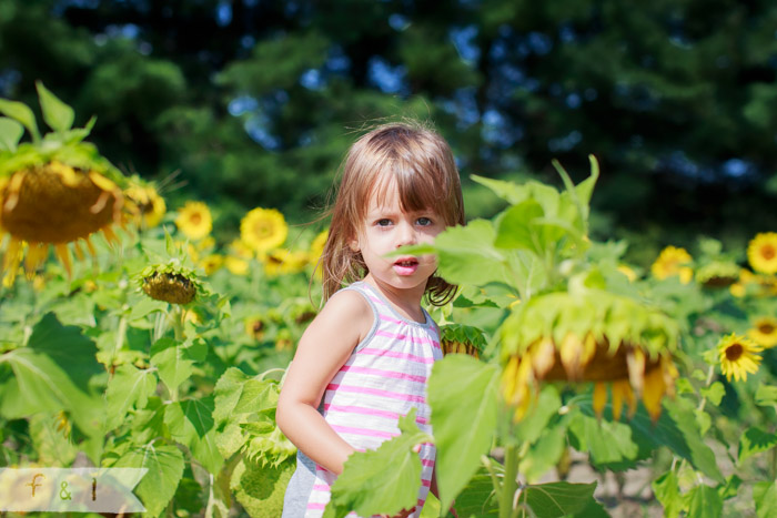 feather + light photography | mainline child photographer | field of sunflowers | walking on sunshine