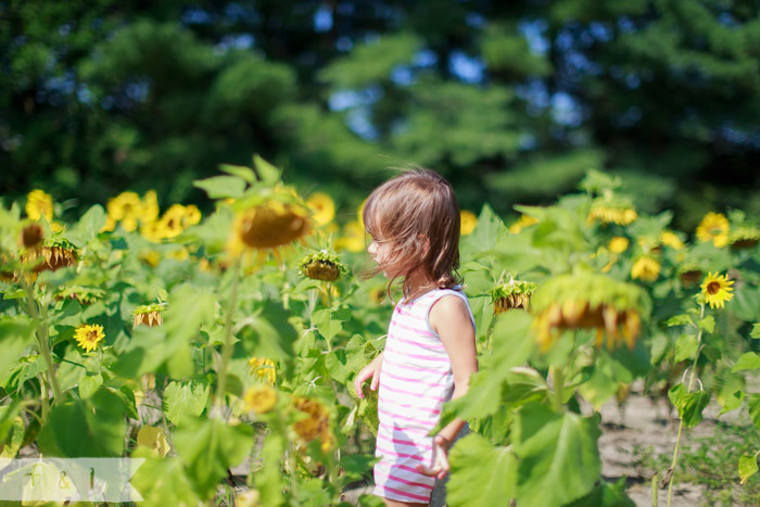 feather + light photography | mainline child photographer | field of sunflowers | walking on sunshine