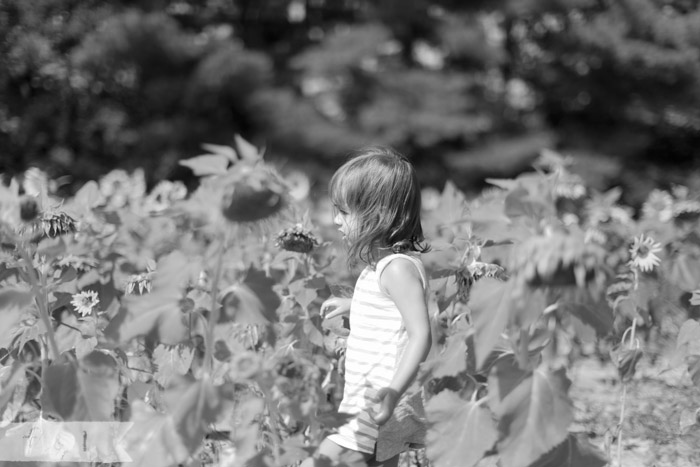 feather + light photography | mainline child photographer | field of sunflowers | walking on sunshine