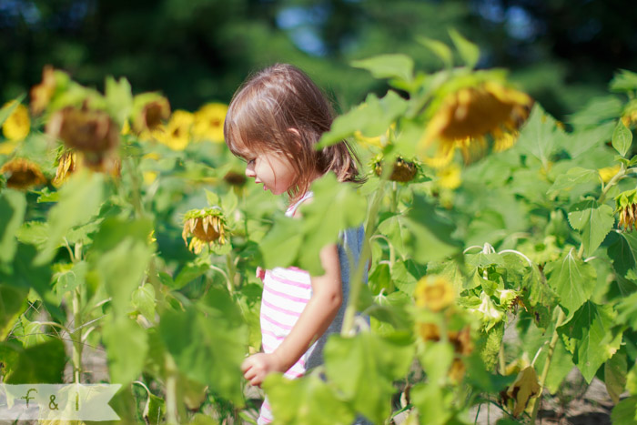 feather + light photography | mainline child photographer | field of sunflowers | walking on sunshine