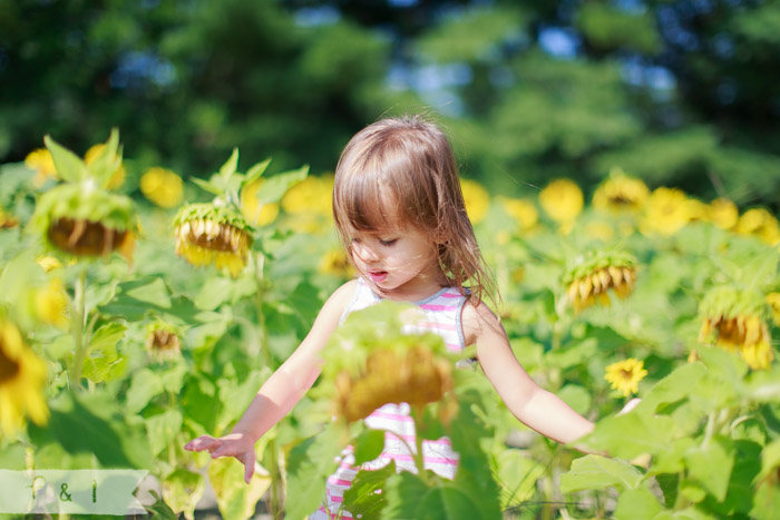 feather + light photography | mainline child photographer | field of sunflowers | walking on sunshine