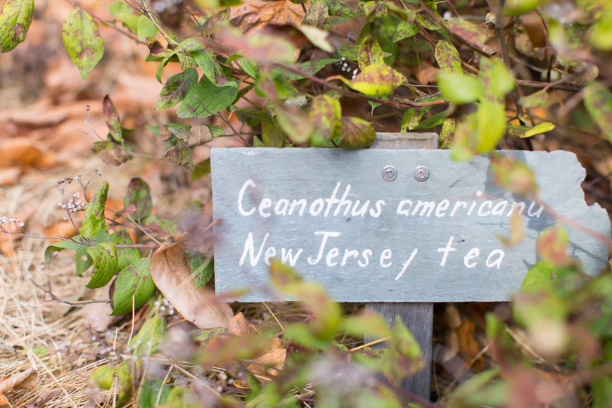 feather + light photography | philadelphia family photographer | gardens | first birthday | fall