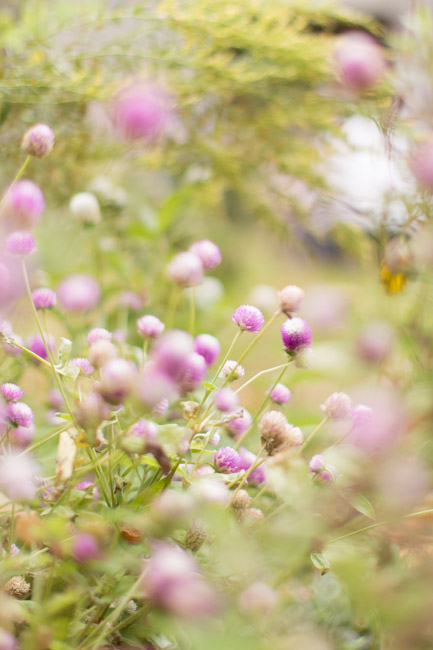 feather + light photography | philadelphia family photographer | gardens | first birthday | fall