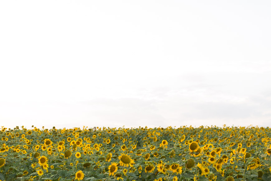 feather + light photography | philadelphia lifestyle blogger | sunflower fields | kennet square