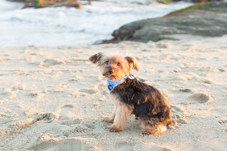 feather + light photographer | family photographer orange county, ca